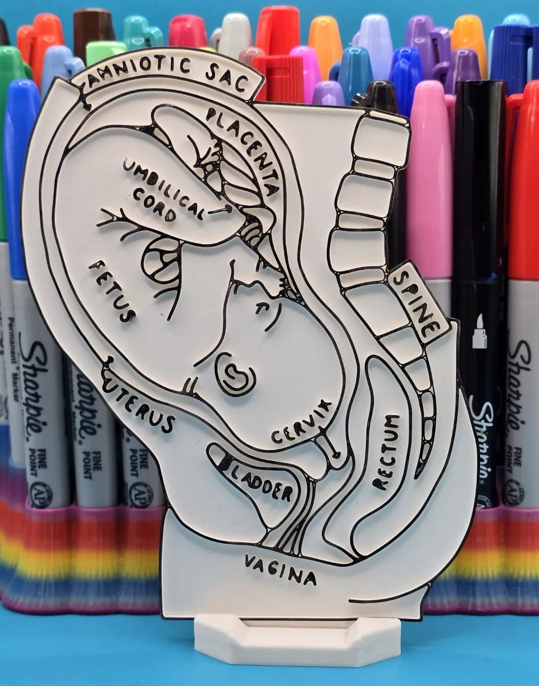 Anatomía del utero materno